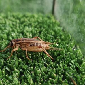 acheta domesticus alimento vivo grillo vivo