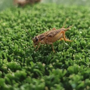 Alimento vivo acheta domesticus grillo mediano