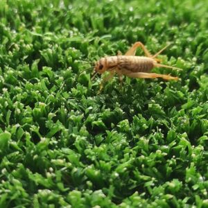 Acheta domesticus pequeño alimento vivo para reptiles, aves, mamíferos