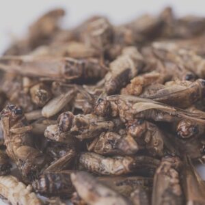 Grillo congelado acheta domesticus alimento vivo