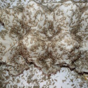Acheta domesticus alimento vivo microgrillo